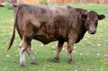 Devon is an ancient breed of cattle Royalty Free Stock Photo