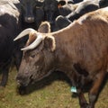 Devon bull and Angus cows.
