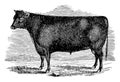 Devon Bull vintage illustration