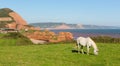 Devon coast white pony and sandstone rock stacks Ladram Bay England UK located between Budleigh Salterton and Sidmouth Royalty Free Stock Photo