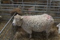 Devon and Cornwall Longwool Sheep Royalty Free Stock Photo