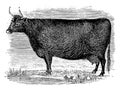 Devon Cow vintage illustration