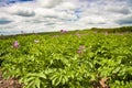 Devon crop farming Royalty Free Stock Photo