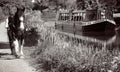 Devon, England - May 8 2018: The Tiverton Canal Company horse drawn barge travelling on the Grand Western Canal