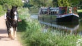 Devon, England - May 8 2018: The Tiverton Canal Company horse drawn barge travelling on the Grand Western Canal