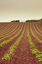 Devon farming on red soil Royalty Free Stock Photo