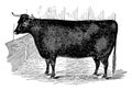 Devon Heifer vintage illustration