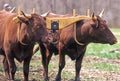 two yoke Devon Oxen in Spring Royalty Free Stock Photo