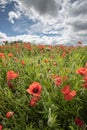 Poppy field in Crediton, Devon Royalty Free Stock Photo