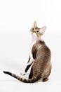 Devon rex Royalty Free Stock Photo