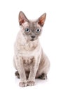 Devon-rex breed cat sits on a white Royalty Free Stock Photo