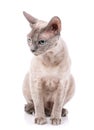 Devon-rex breed cat sits on a white Royalty Free Stock Photo