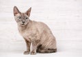 Devon-rex breed cat sits on a white Royalty Free Stock Photo