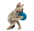 Devon rex carring a wool ball isolated on white Royalty Free Stock Photo