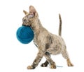 Devon rex carring a wool ball isolated on white Royalty Free Stock Photo