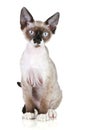 Devon-rex cat