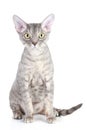 Devon Rex cat Royalty Free Stock Photo