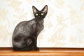 Devon Rex Cat