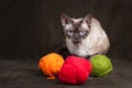 Devon Rex cat Royalty Free Stock Photo