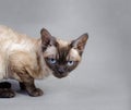 Devon Rex cat