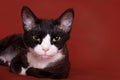 Devon Rex cat Royalty Free Stock Photo