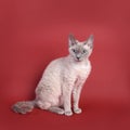 Devon Rex cat Royalty Free Stock Photo