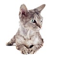 Devon rex cat Royalty Free Stock Photo