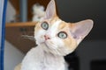 Devon Rex cat