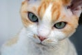 Devon Rex cat