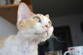 Devon Rex cat