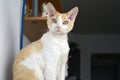 Devon Rex cat