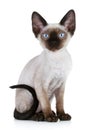 Devon rex cat close-up portrait