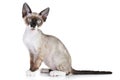 Devon rex cat close-up portrait