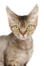 Devon Rex cat. Close-up portrait Royalty Free Stock Photo
