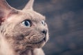 Devon-rex cat close-up portrait on a dark background. Royalty Free Stock Photo