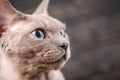 Devon-rex cat close-up portrait on a dark wooden background. Royalty Free Stock Photo