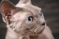 Devon-rex cat close-up portrait Royalty Free Stock Photo