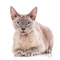 Devon-rex cat close-up portrait on white background