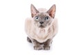 Devon-rex cat close-up portrait on white background Royalty Free Stock Photo