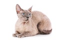 Devon-rex cat close-up portrait on white background Royalty Free Stock Photo