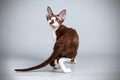 Devon rex cat on colored backgrounds