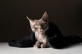 a Devon Rex cat Royalty Free Stock Photo