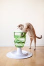 Devon Rex cat is having fun with smart toy Green Tower. It turns feeding time into hunting time. Cat is exited and active, trying
