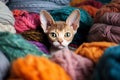 Devon Rex cat hiding in multicolored balls yarn balls. Little curious kitten looking at the camera