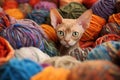 Devon Rex cat hiding in multicolored balls yarn balls. Little curious kitten looking at the camera