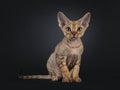 Devon Rex cat kitten on black background