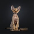 Devon Rex cat kitten on black background