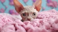 Realistic Sphynx Cat Peeking Out From Pink Blanket - Detailed Texture