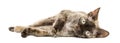 Devon rex cat lying down