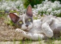 Devon Rex cat lying playfully in a flowering garden